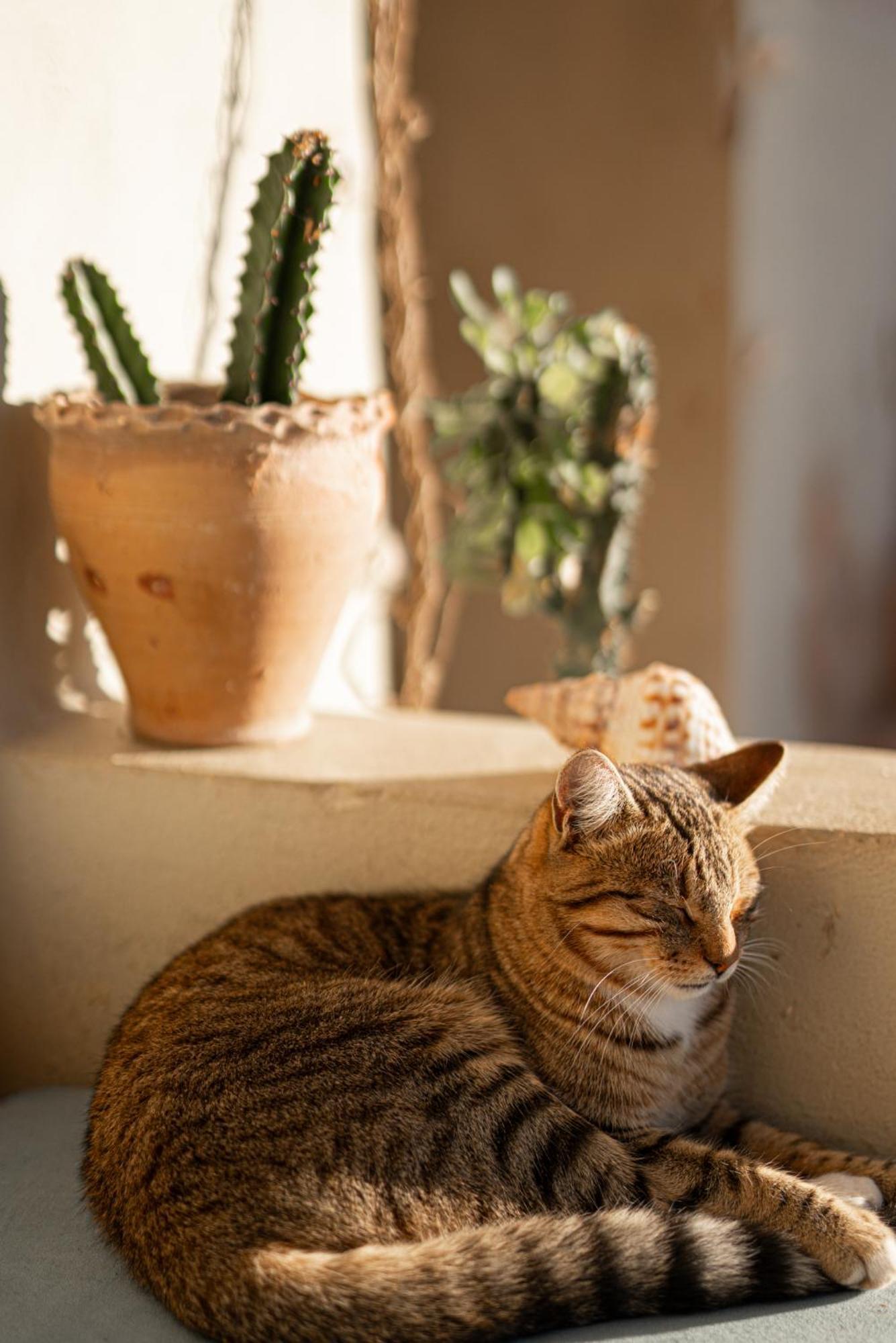 Dar Afoulky Maison D'Hotes Sidi Kaouki Kültér fotó